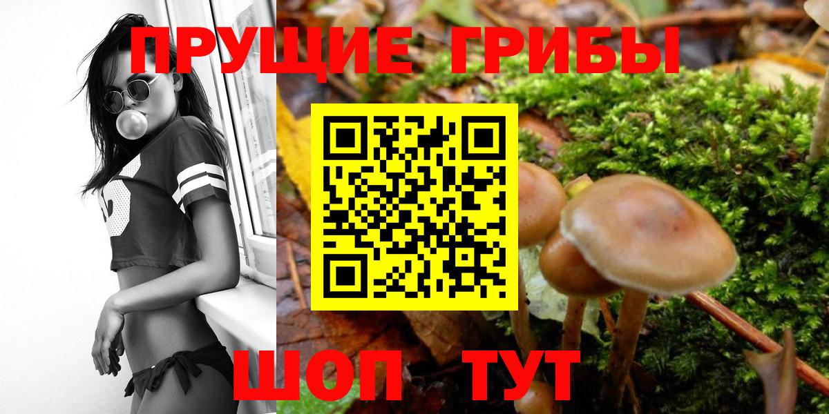 Галлюциногенные грибы Cubensis  Псилоцибиновые грибы Psilocybe  Гусев  Вход с VPN 